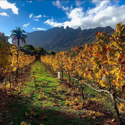 Tamerán Tamerán Camaretas